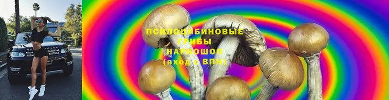 где купить   Борисоглебск  Галлюциногенные грибы Psilocybine cubensis 